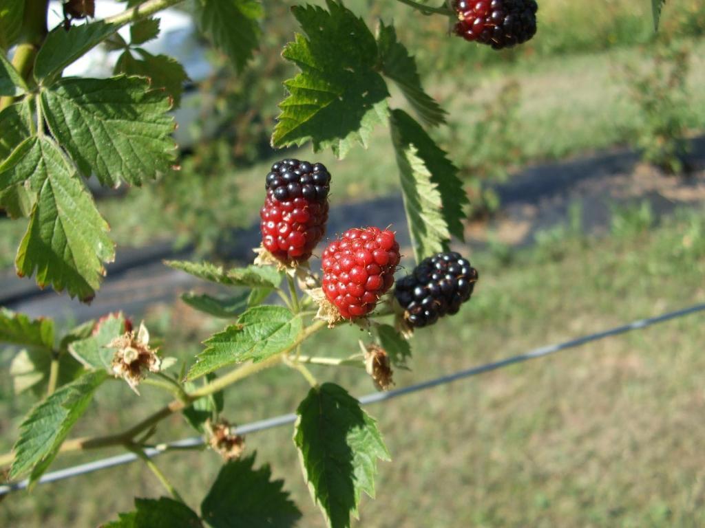 Agriturismo Cascina Rossano Provaglio d'Iseo Zewnętrze zdjęcie