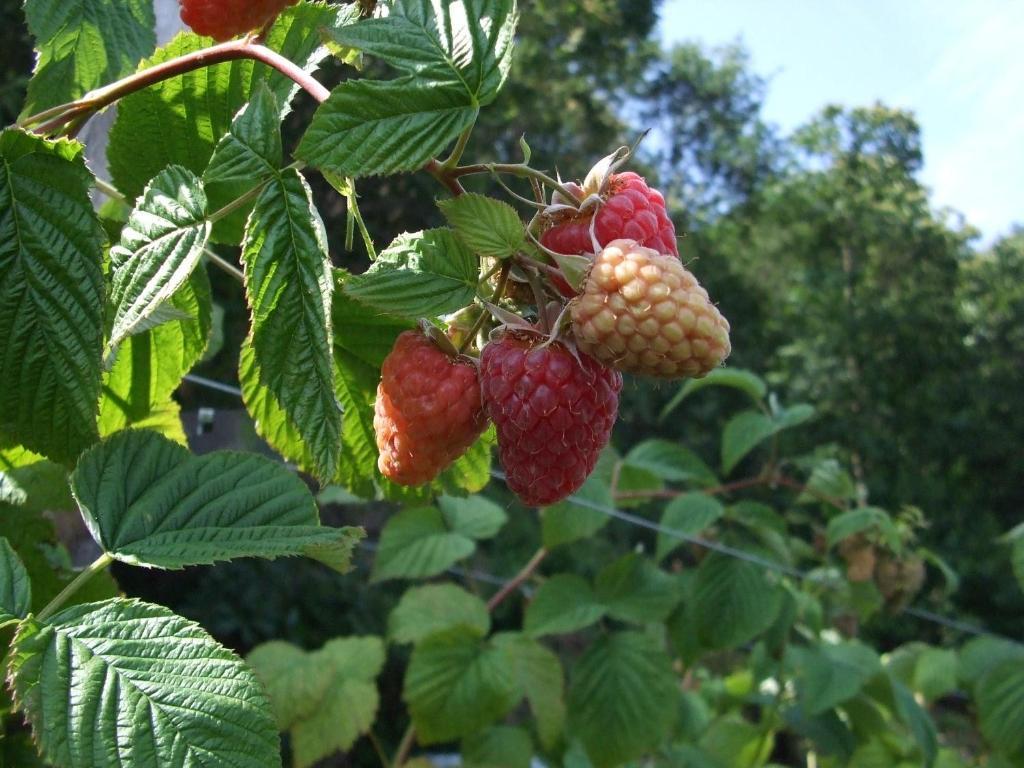 Agriturismo Cascina Rossano Provaglio d'Iseo Zewnętrze zdjęcie