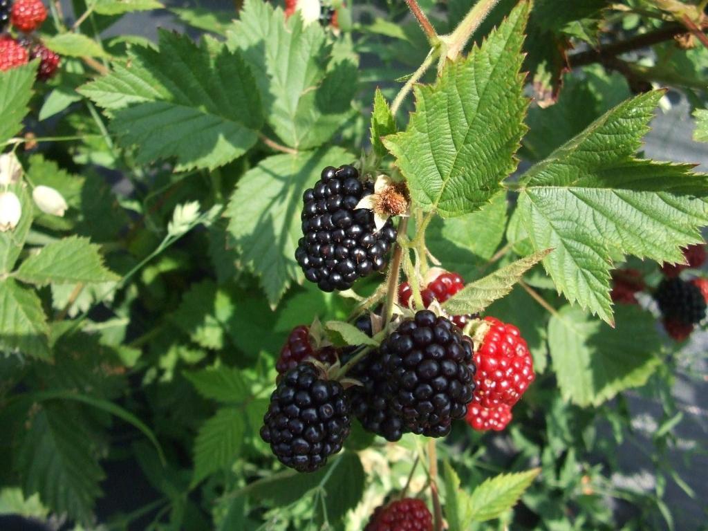Agriturismo Cascina Rossano Provaglio d'Iseo Zewnętrze zdjęcie