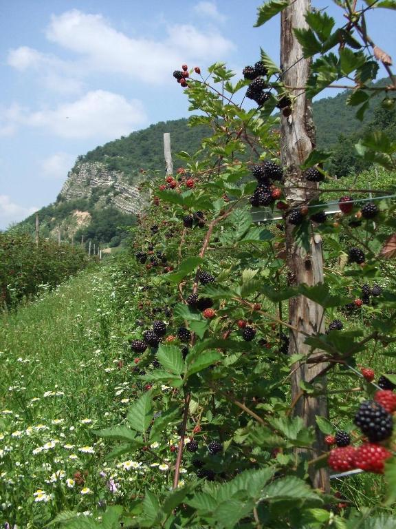 Agriturismo Cascina Rossano Provaglio d'Iseo Zewnętrze zdjęcie