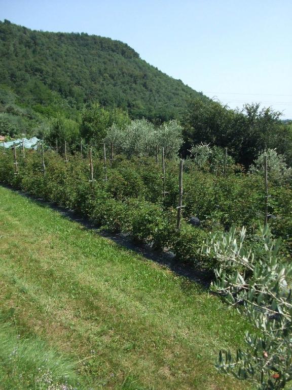Agriturismo Cascina Rossano Provaglio d'Iseo Zewnętrze zdjęcie
