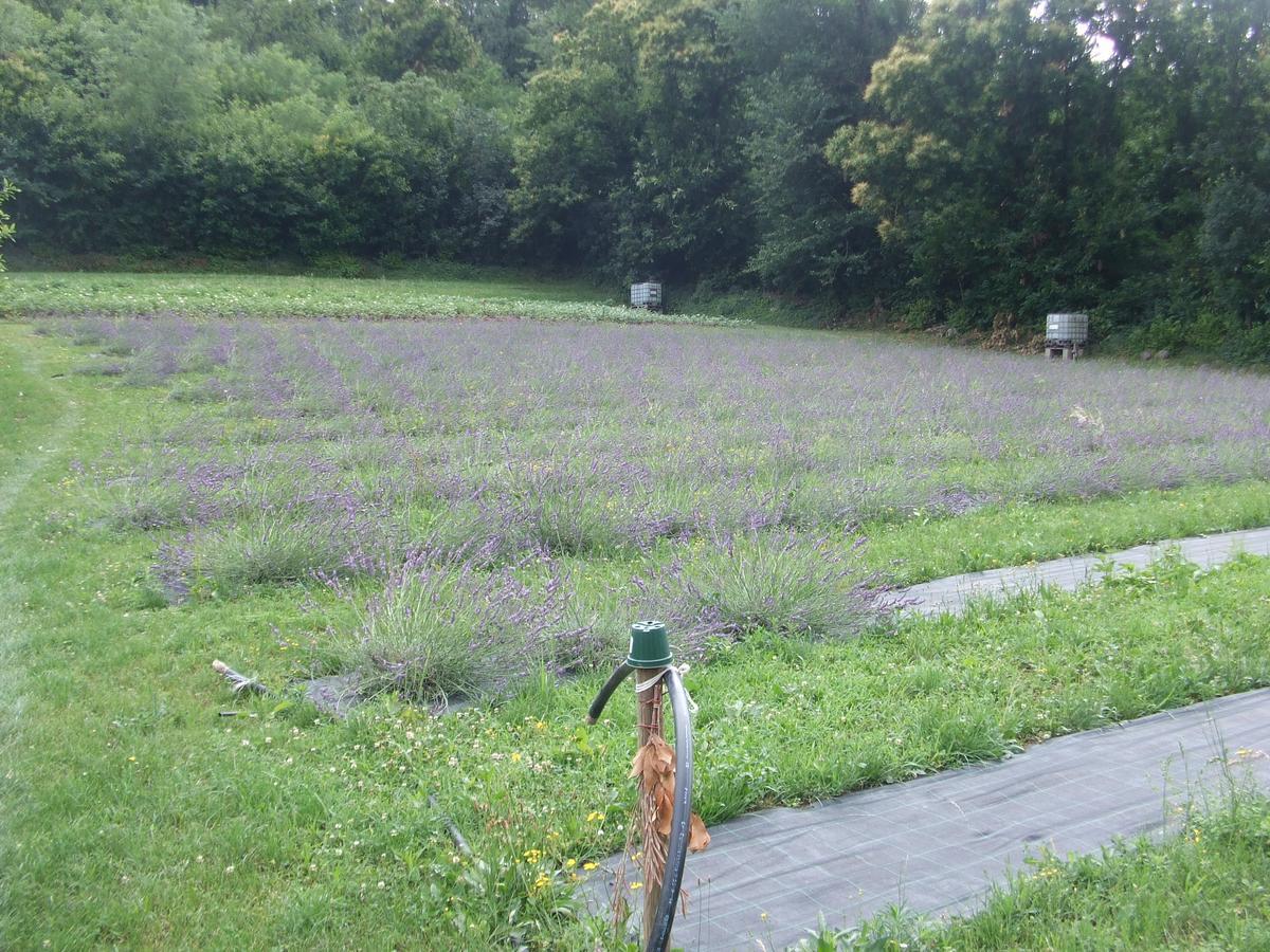 Agriturismo Cascina Rossano Provaglio d'Iseo Zewnętrze zdjęcie